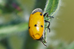 Lachnaia sexpunctata