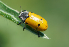 Lachnaia sexpunctata