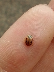 Mulsantina hudsonica