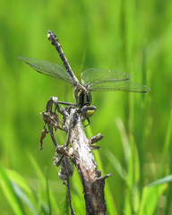 Gomphurus fraternus