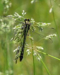 Gomphurus fraternus