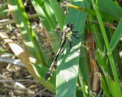 Gomphurus fraternus