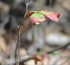 Toxicodendron radicans image