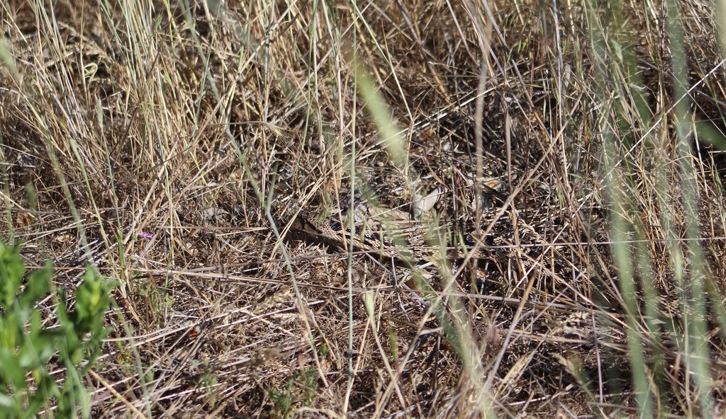 Gopher Snake from Boise, ID, USA on June 05, 2021 by jamesjarrett00 ...