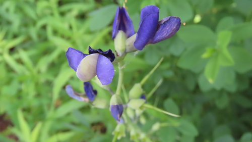 Baptisia australis