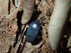 Aellopus atratus
