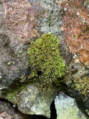 Amphidium lapponicum