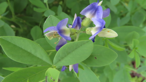 Baptisia australis