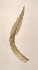 Amphidium lapponicum