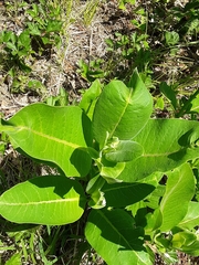 Asclepias