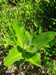 Asclepias
