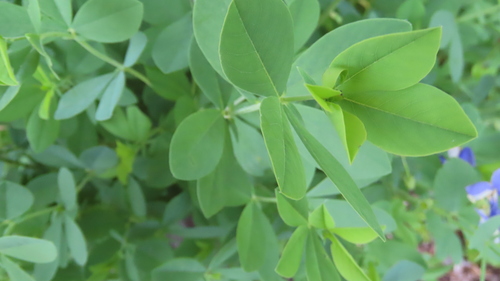 Baptisia australis