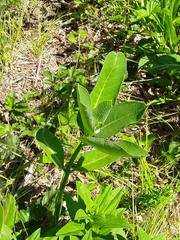 Asclepias