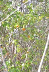 Citrus × aurantium