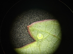 Amphion floridensis