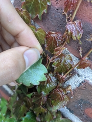 Amphion floridensis