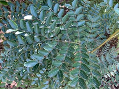 Tipuana tipu