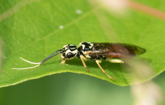 Onycholyda luteicornis