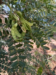 Tipuana tipu