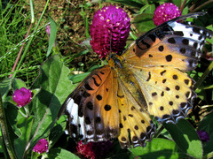 Argynnis hyperbius