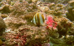 Coradion chrysozonus