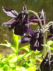 Aquilegia