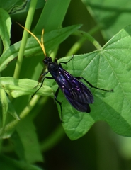 Gnamptopelta obsidianator