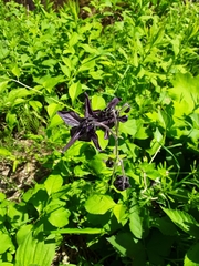 Aquilegia