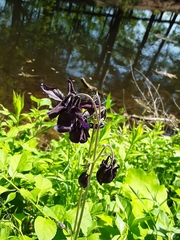 Aquilegia