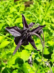 Aquilegia
