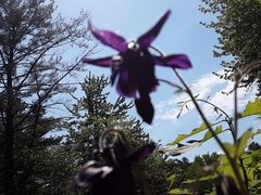 Aquilegia
