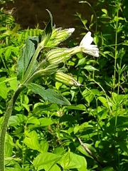 Silene latifolia