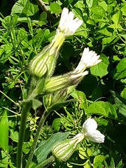 Silene latifolia