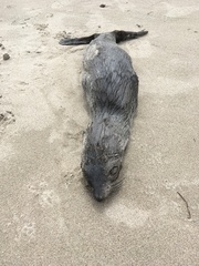 Arctocephalus townsendi