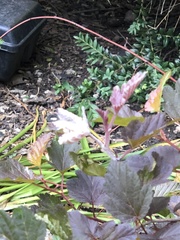 Podosphaera physocarpi