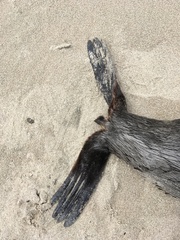 Arctocephalus townsendi