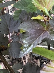 Podosphaera physocarpi