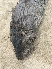 Arctocephalus townsendi