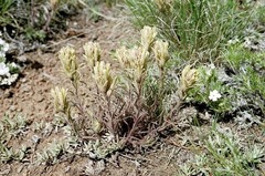 Castilleja pilosa longispica
