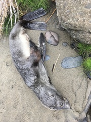 Arctocephalus townsendi