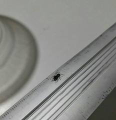 Sarinda nigra