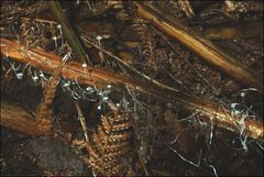 Mycena albidocapillaris