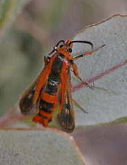 Synanthedon polygoni