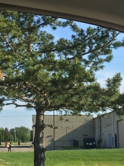 Pinus nigra