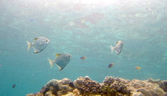 Monodactylidae