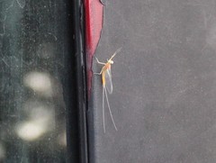 Ephemeroptera