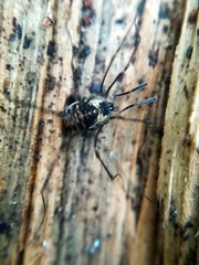 Mitostoma chrysomelas