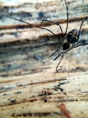 Mitostoma chrysomelas