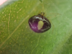 Theridula opulenta