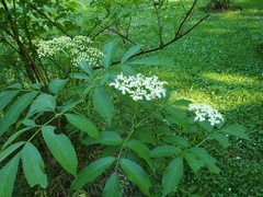 Sambucus canadensis